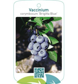 Vaccinium corymbosum ‘Brigitta Blue’