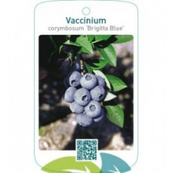 Vaccinium corymbosum ‘Brigitta Blue’