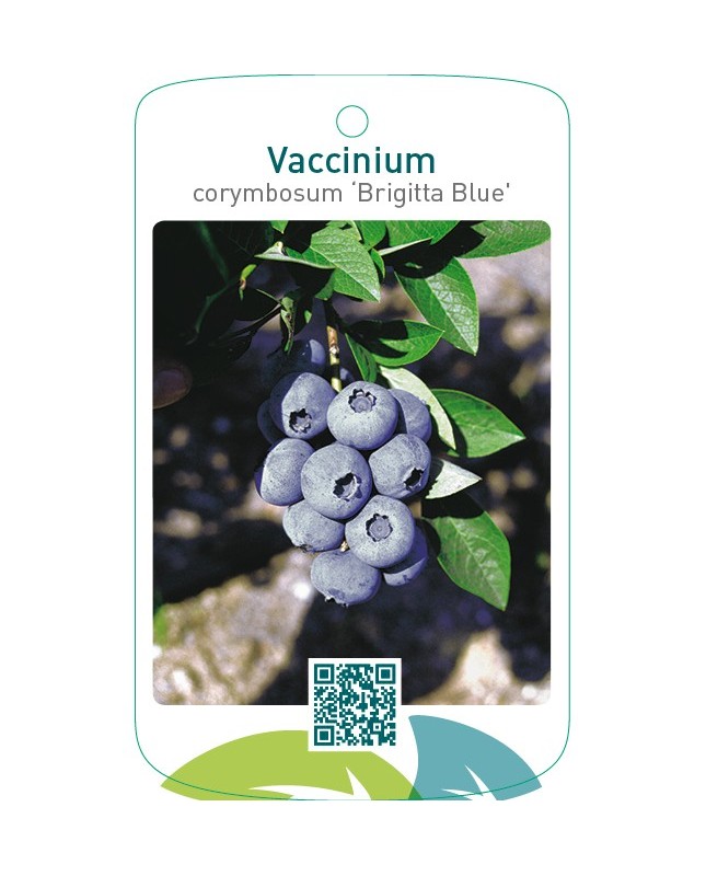 Vaccinium corymbosum ‘Brigitta Blue’