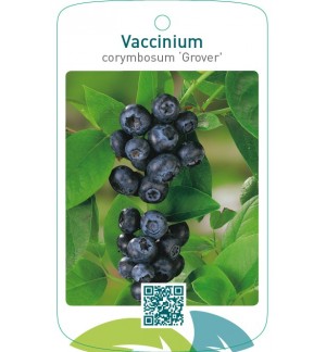 Vaccinium corymbosum ‘Grover’