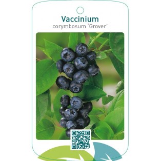 Vaccinium corymbosum ‘Grover’