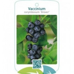 Vaccinium corymbosum ‘Grover’