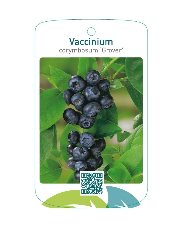 Vaccinium corymbosum ‘Grover’