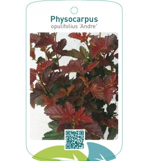 Physocarpus opulifolius ‘Andre’