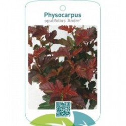 Physocarpus opulifolius ‘Andre’