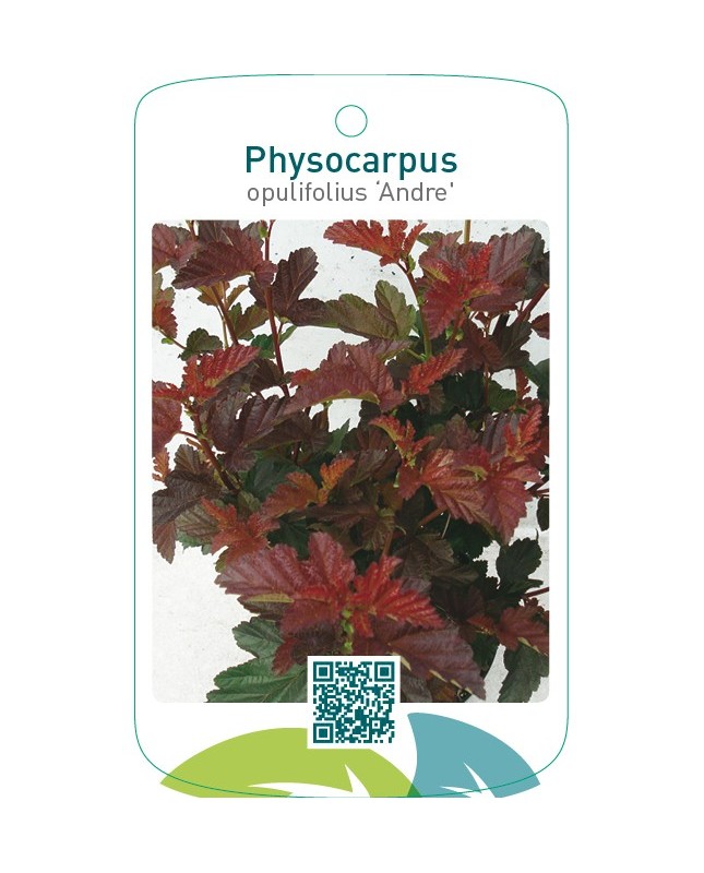 Physocarpus opulifolius ‘Andre’