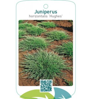 Juniperus horizontalis ‘Hughes’