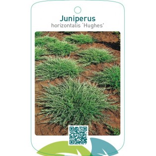 Juniperus horizontalis ‘Hughes’