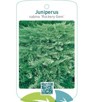 Juniperus sabina ‘Rockery Gem’