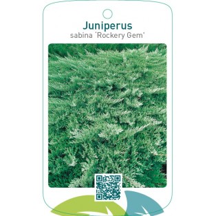 Juniperus sabina ‘Rockery Gem’