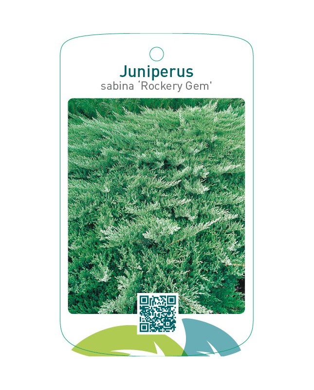Juniperus sabina ‘Rockery Gem’