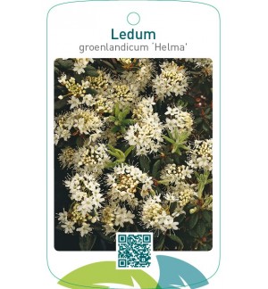 Ledum groenlandicum ‘Helma’