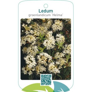 Ledum groenlandicum ‘Helma’