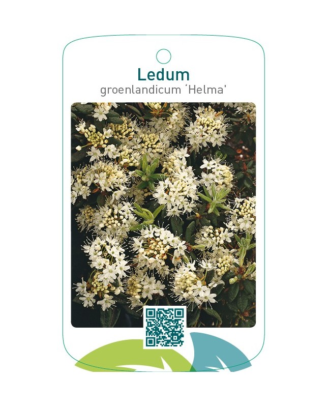 Ledum groenlandicum ‘Helma’