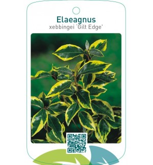 Elaeagnus xebbingei ‘Gilt Edge’