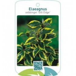 Elaeagnus xebbingei ‘Gilt Edge’