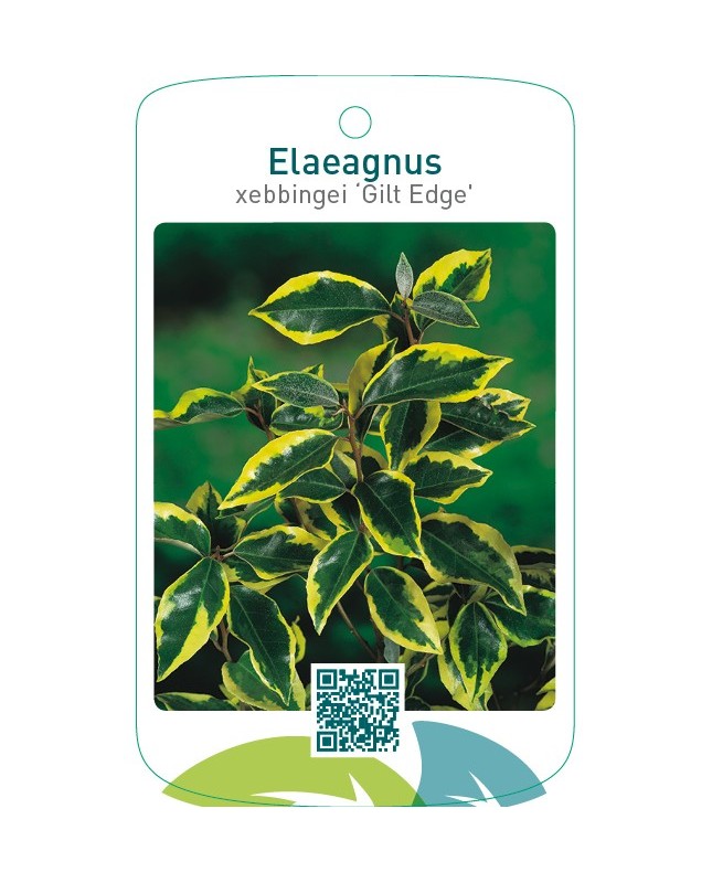 Elaeagnus xebbingei ‘Gilt Edge’
