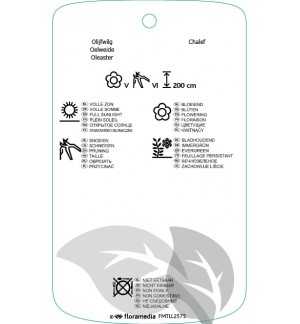 Etichette di Elaeagnus xebbingei ‘Gilt Edge’ *