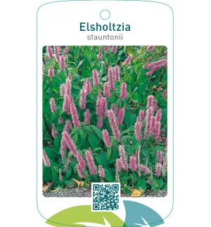 Elsholtzia stauntonii