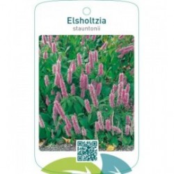 Elsholtzia stauntonii