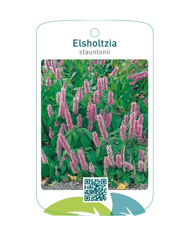 Elsholtzia stauntonii