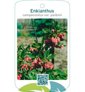 Enkianthus campanulatus var. palibinii