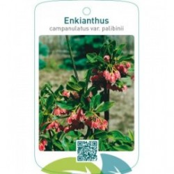Enkianthus campanulatus var. palibinii