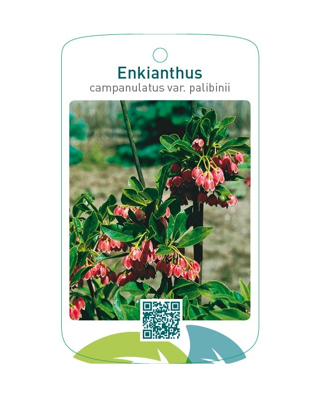 Enkianthus campanulatus var. palibinii