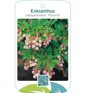 Enkianthus campanulatus ‘Victoria’