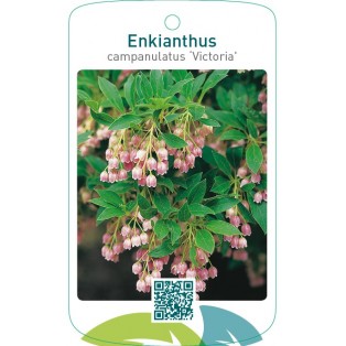 Enkianthus campanulatus ‘Victoria’