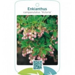 Enkianthus campanulatus ‘Victoria’