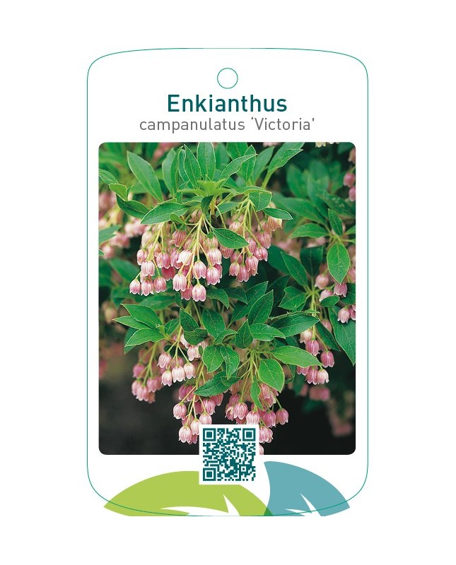 Enkianthus campanulatus ‘Victoria’