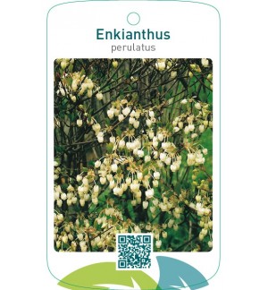 Enkianthus perulatus