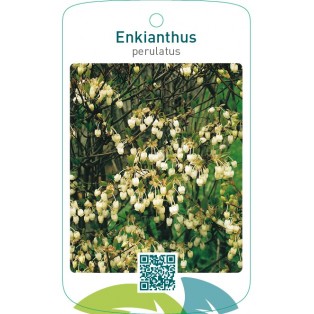 Enkianthus perulatus