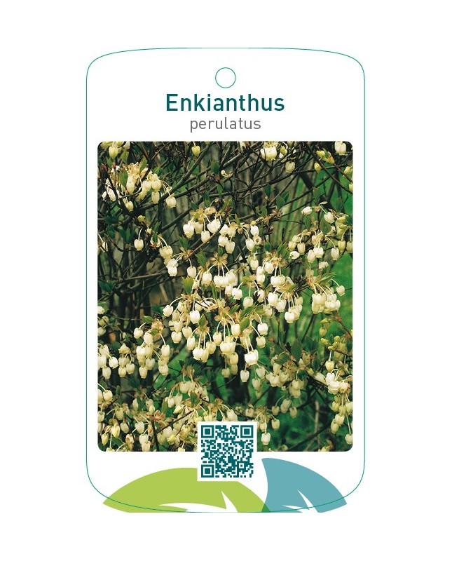 Enkianthus perulatus
