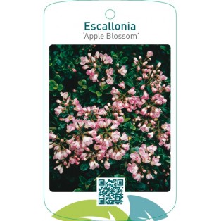 Escallonia ‘Apple Blossom’