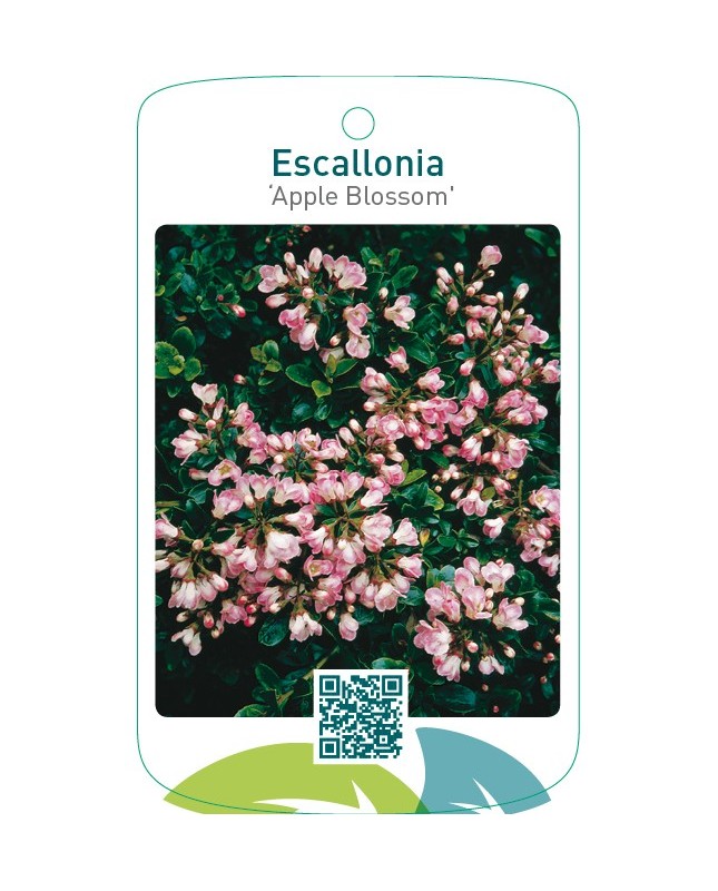 Escallonia ‘Apple Blossom’
