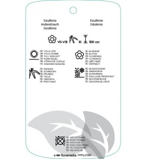 Etichette di Escallonia ‘Apple Blossom’ *