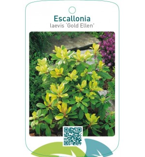 Escallonia laevis ‘Gold Ellen’