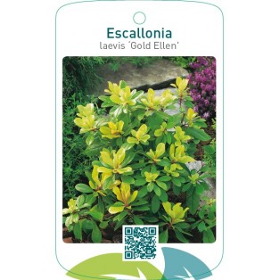 Escallonia laevis ‘Gold Ellen’
