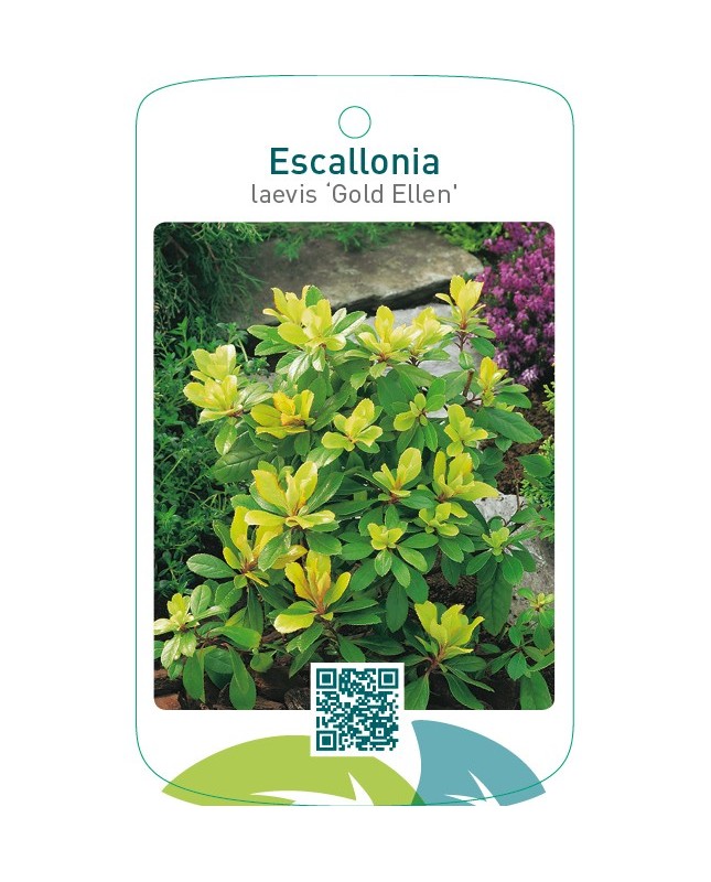 Escallonia laevis ‘Gold Ellen’