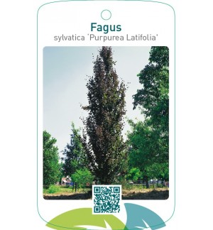 Fagus sylvatica ‘Purpurea Latifolia’