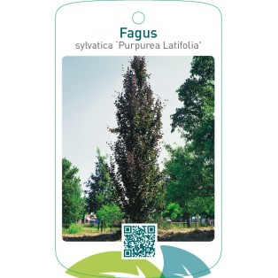 Fagus sylvatica ‘Purpurea Latifolia’