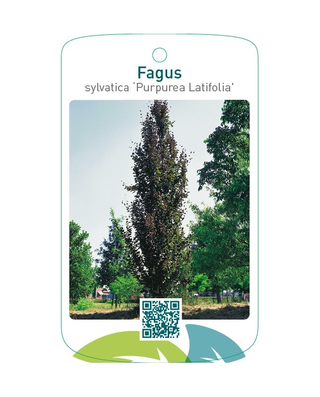 Fagus sylvatica ‘Purpurea Latifolia’
