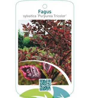 Fagus sylvatica ‘Purpurea Tricolor’