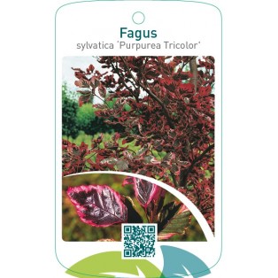 Fagus sylvatica ‘Purpurea Tricolor’