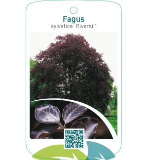 Fagus sylvatica ‘Riversii’