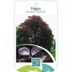 Fagus sylvatica ‘Riversii’
