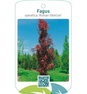 Fagus sylvatica ‘Rohan Obelisk’