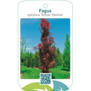 Fagus sylvatica ‘Rohan Obelisk’